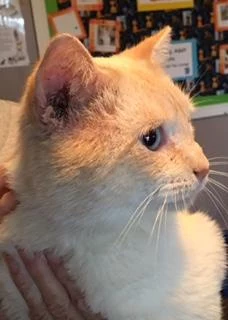 Humane Society of West Alabama