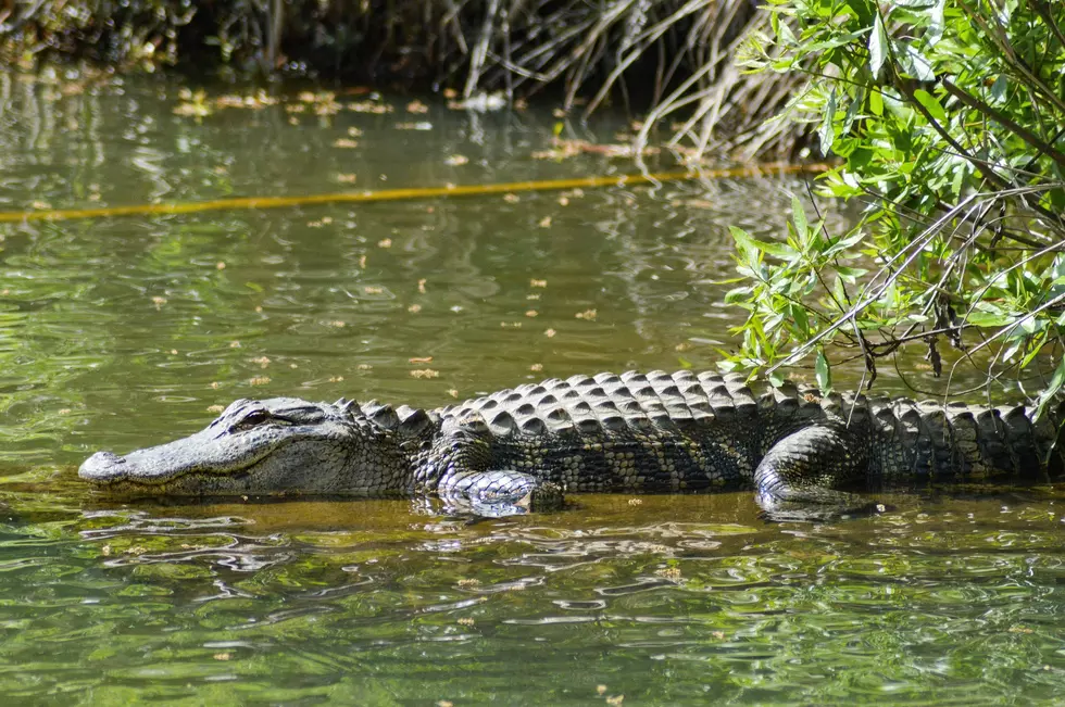 Most People Don’t Realize These Alabama Spots Are Full of Gators